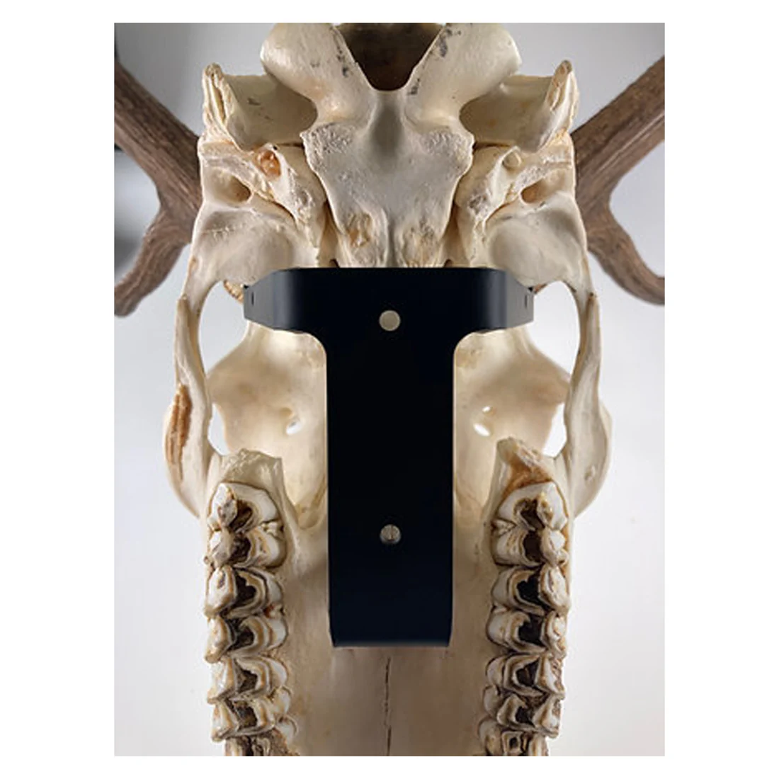 Grakksaw The Rakk: Elk Skull Hanger - Image 2